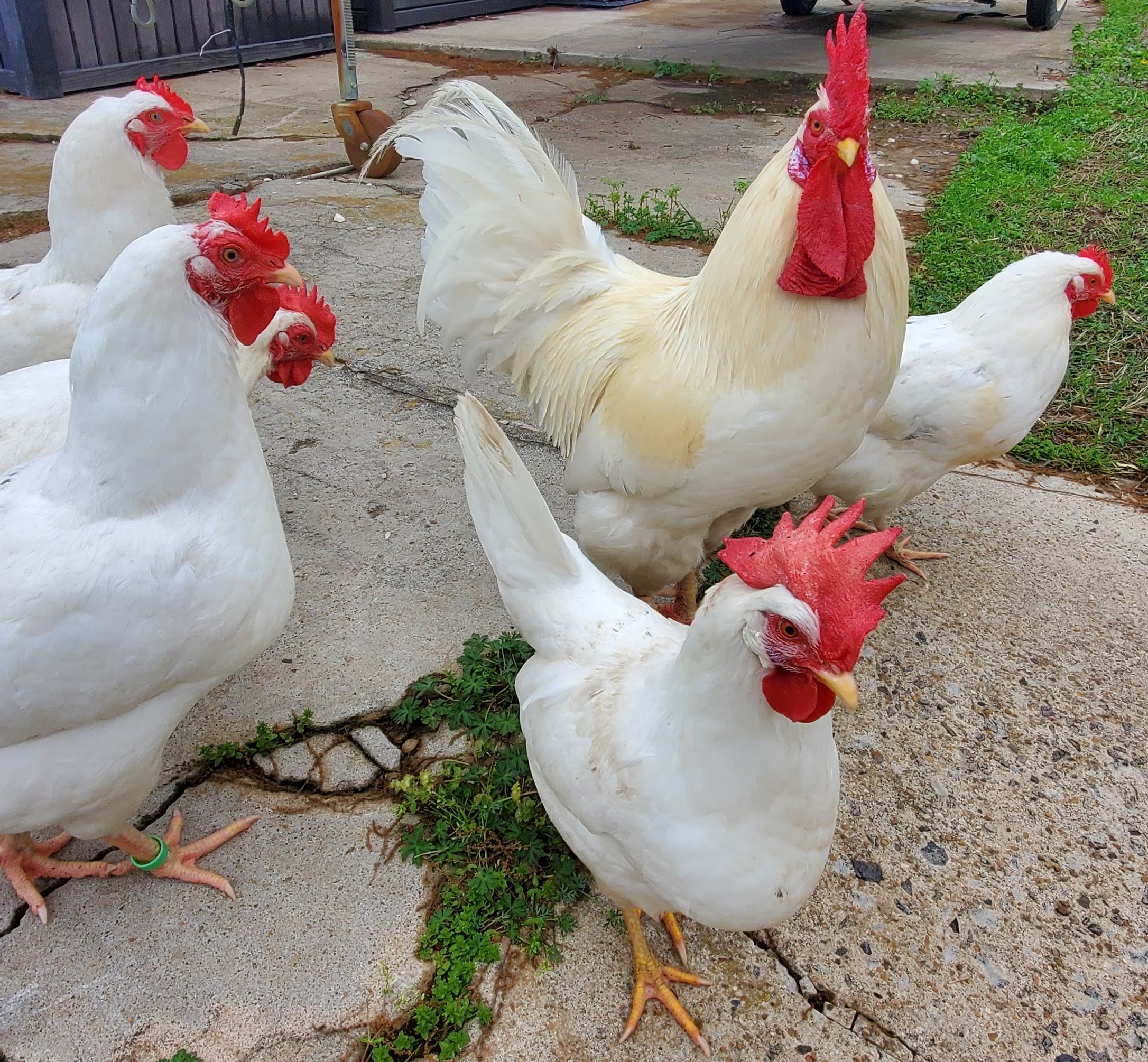 Free Range Chickens
