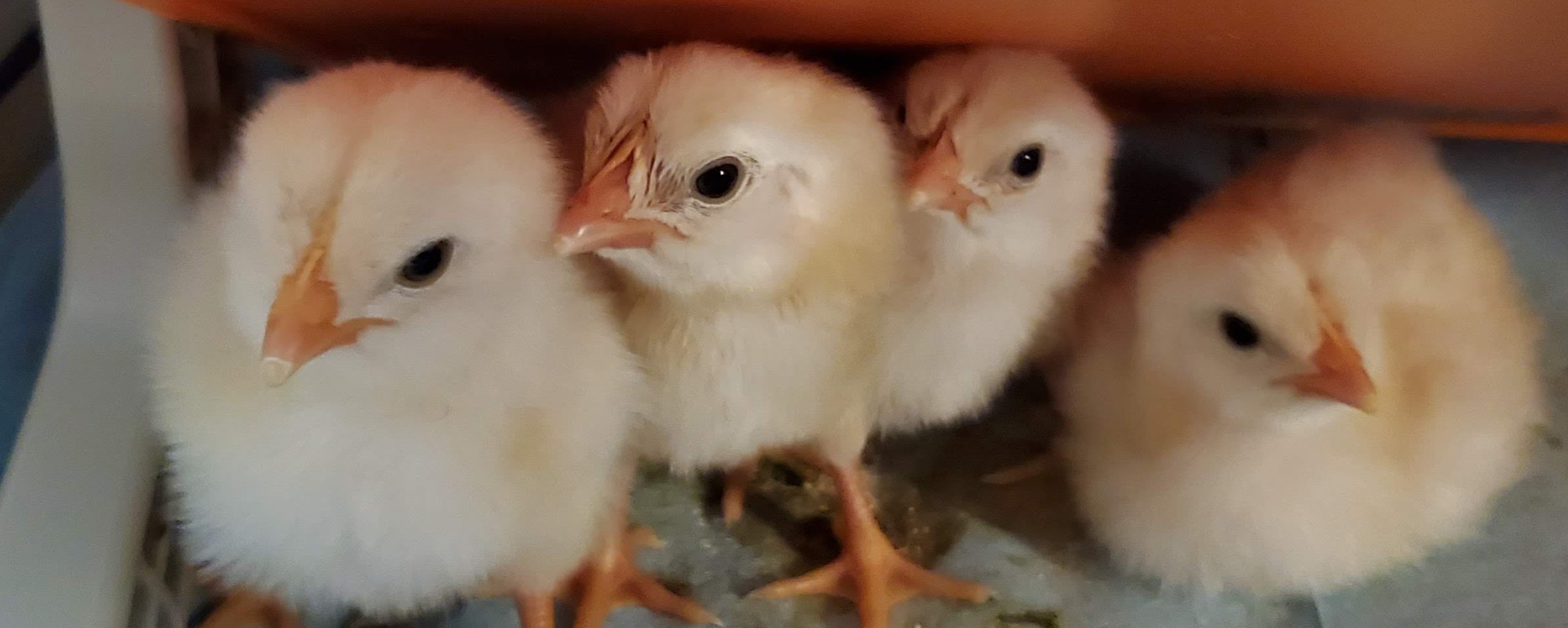 Chicks