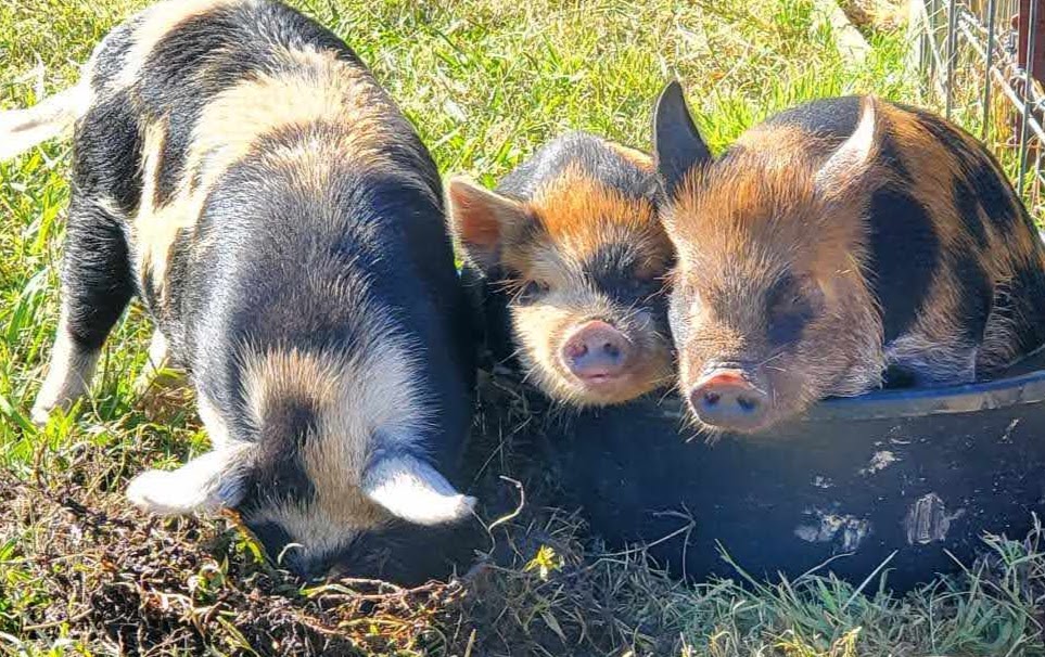 Pigs